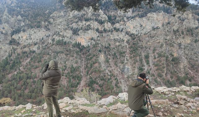 Niğde’de yaban keçisi envanteri çıkartıldı