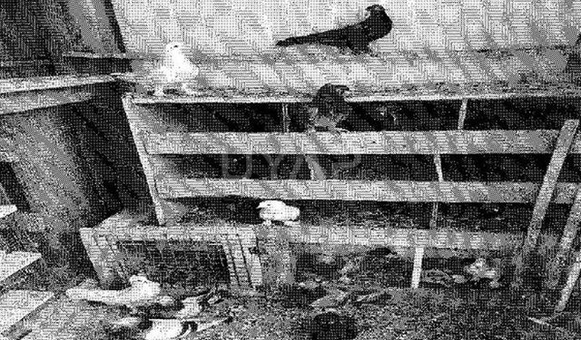 Güvercinlere Haciz Uygulandı