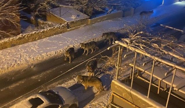 Aç Kalan Kurtlar Bor Mehmetçik Mahallesine İndi