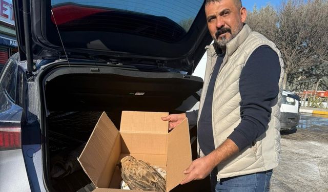 Yeşilgölcük’te Yaralı Bulunan Kızıl Kuyruklu Şahin Koruma Altına Alındı