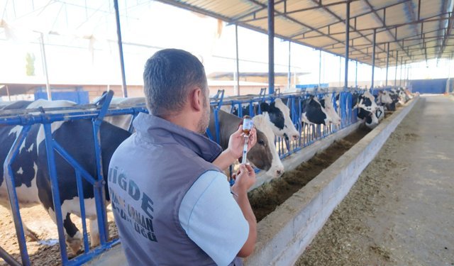 Niğde’de Şap Aşılama Çalışmaları Devam Ediyor