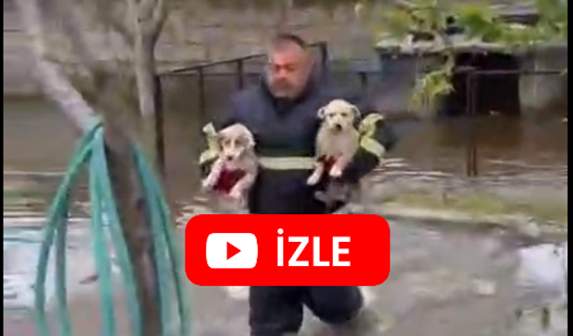 Selde Mahsur Kalan Köpekleri 112 Acil Ekibi Kurtardı