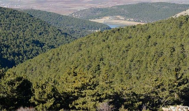 Niğde’de Ormanlara Girişler Yasaklandı