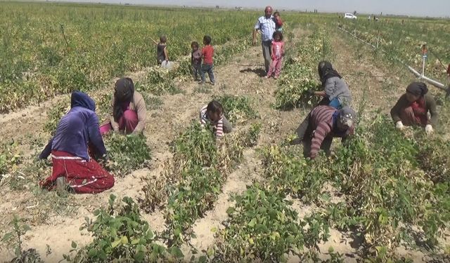 Niğde, Türkiye’nin Kuru Fasulye Başkenti Oldu