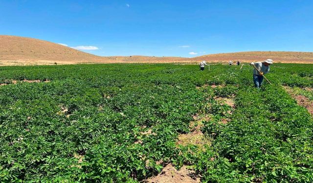 Patates Araştırma Enstitüsü'nde Islah Çalışmaları Sahada Sürüyor