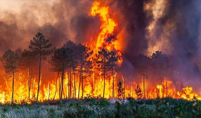 Niğde'de Ormanlık Alanlara Girişler 31 Ekim'e Kadar Yasaklandı
