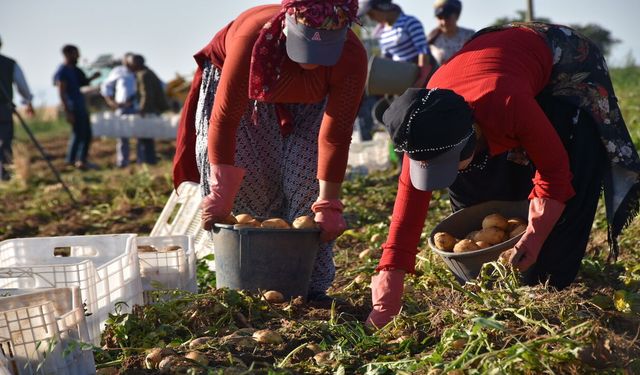 Patatesin Başkenti Niğde’de Hasat Başladı