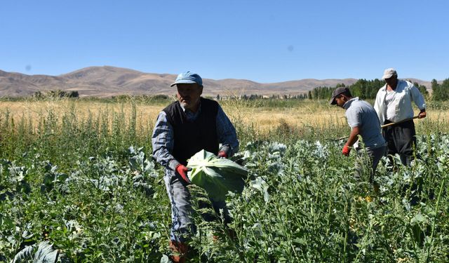 Ulukışla'da Turfanda Lahana Hasadı Başladı