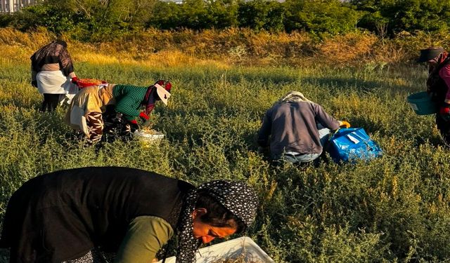 Hüdavent Hatun Kadın Kooperatifi’nde Çörek Otu Hasadı Başladı