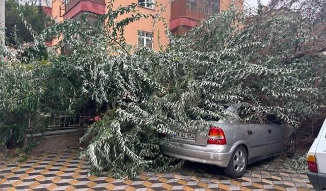 Yağış Sonrası Ağaç Otomobilin Üzerine Devrildi