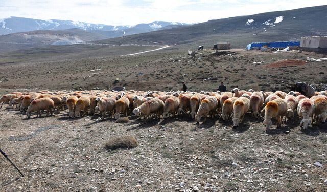 Niğde’de küçükbaş hayvancılara destek!