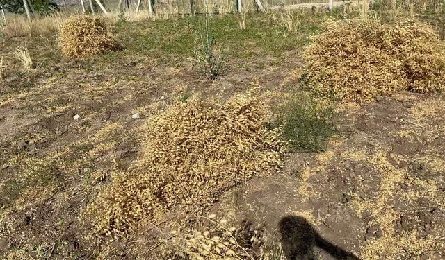 Niğde’de Nohut Hasadı Başladı