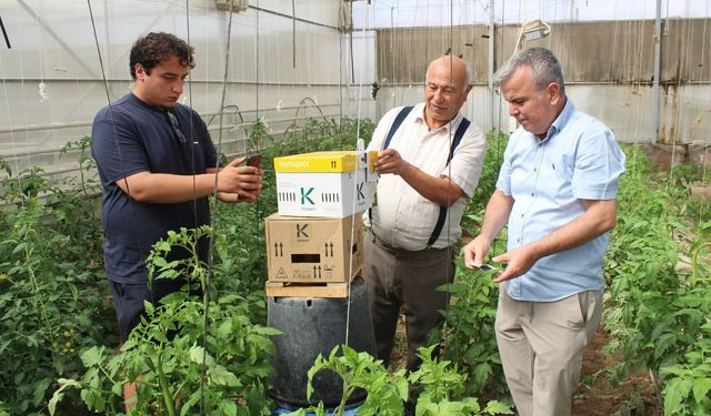 Niğde’de Uygulama Seralarında Bombus Arısı Salımı Yapıldı