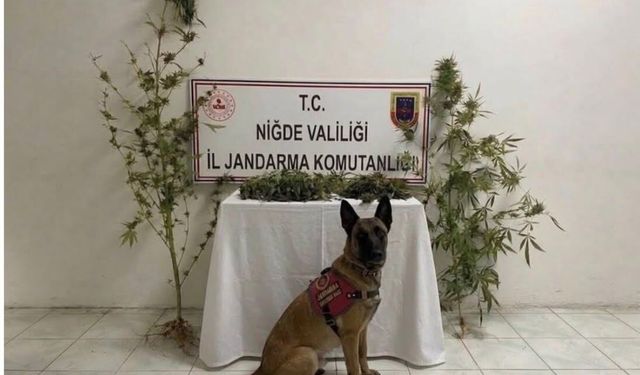Ulukışla’da Zararlı Madde Operasyonu