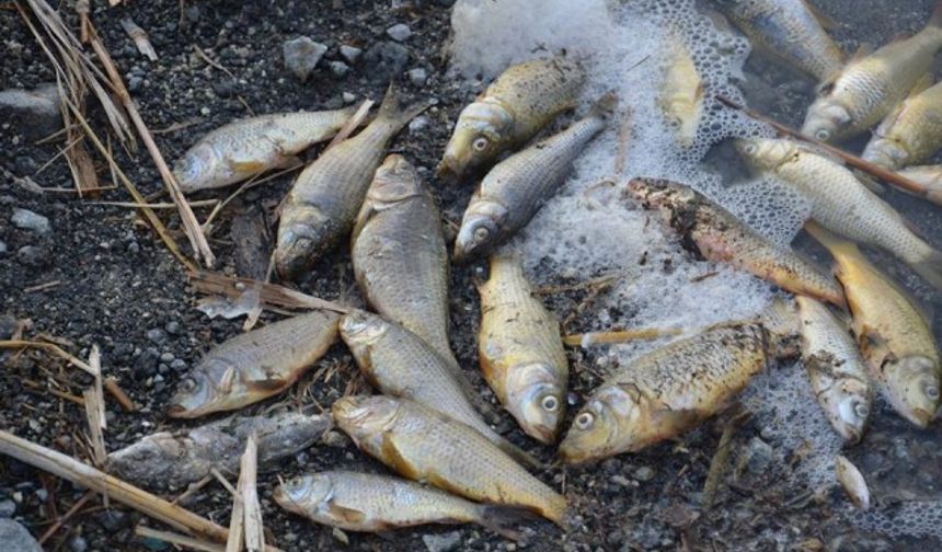 Balıkların zehirlendiğini öne süren vatandaşlar, kedi ve köpeklerin bile balıkların sadece kafasını yiyebildiğini anlattı. Yetkililer ise konuyla ilgili henüz bir açıklama yapmadı.