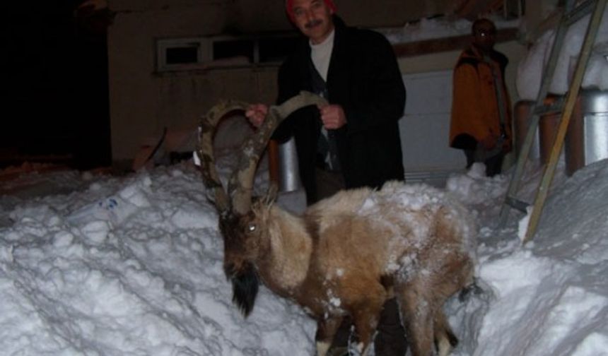 Niğde Çamardı Demirkazık ta 17/18 şubat 2012 tarihinde yoğun kar yağışı ve şiddetli fırtına nedeniyle dağda yaşayan yaban keçisi yola indi.