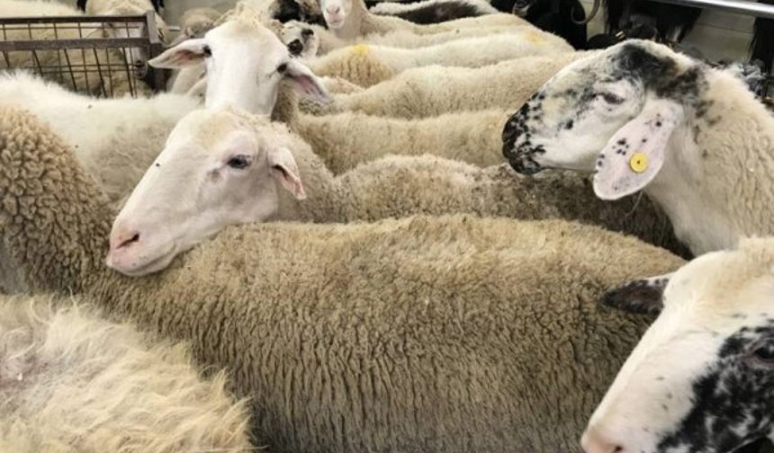 TERCİH Konya Adak Kurban Akika kurban Satışı