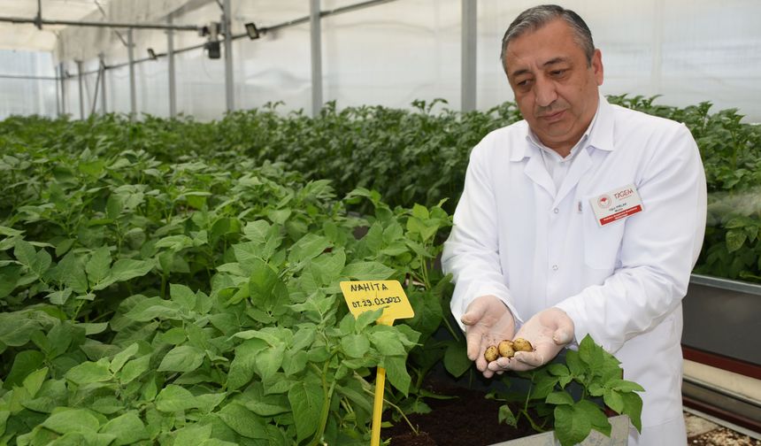 Yerli ve Milli Çeşitler Topraksız Ortamda Üretiliyor