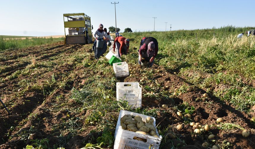 Niğde’de turfanda patates hasadına başlanıldı