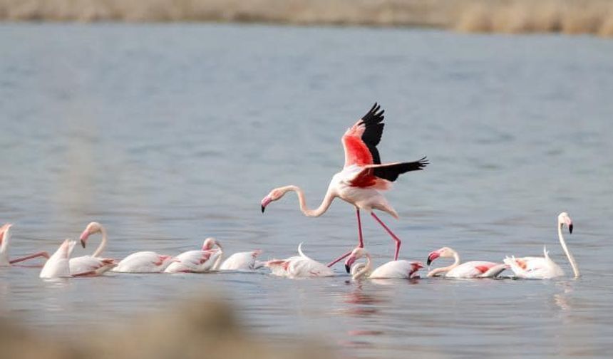 Flamingolar Akkaya Barajı’nda