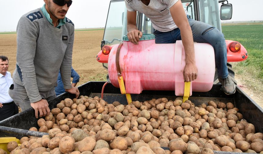 Patates ekim sezonu başladı