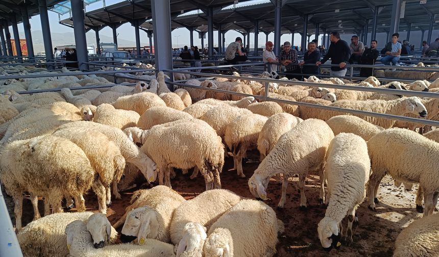 Kurbanlıklar Görücüye Çıktı: Fiyatlar Belli Oldu