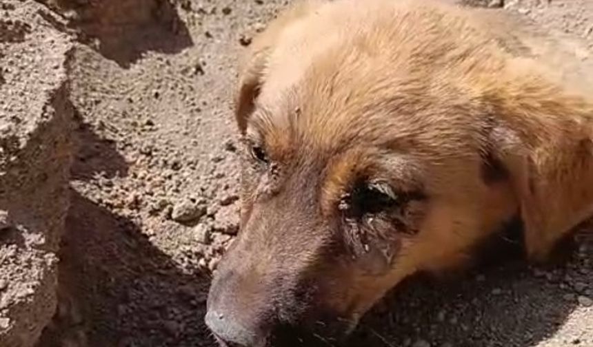 Niğde’de Toprak Altında Kalan Köpeği Telekom Ekipleri Kurtardı