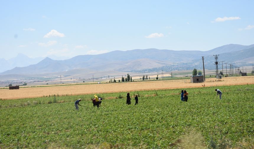Niğde’de Mevsimlik Tarım İşçilerinin sıcak hava altında Zorlu Mesaisi