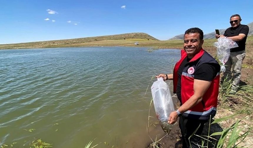 Çamardı’da Göletlere Yavru Sazan Bırakıldı