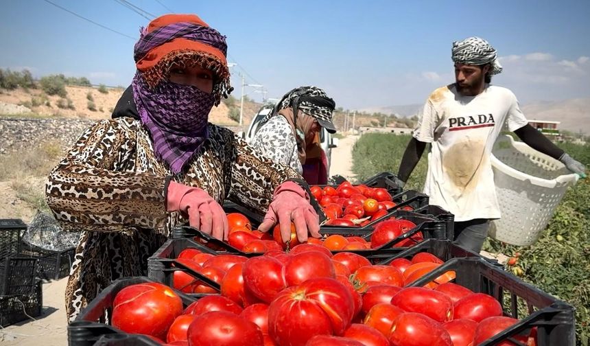 Niğde’de Kavurucu Sıcakta Domates Hasadı Başladı