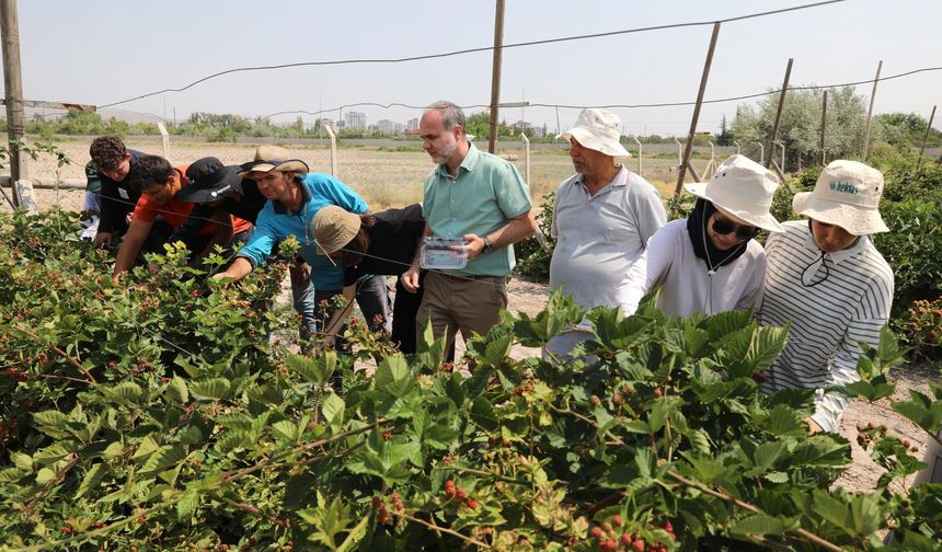 Rektör Uslu, NÖHÜ’de Böğürtlen Hasadını Başlattı