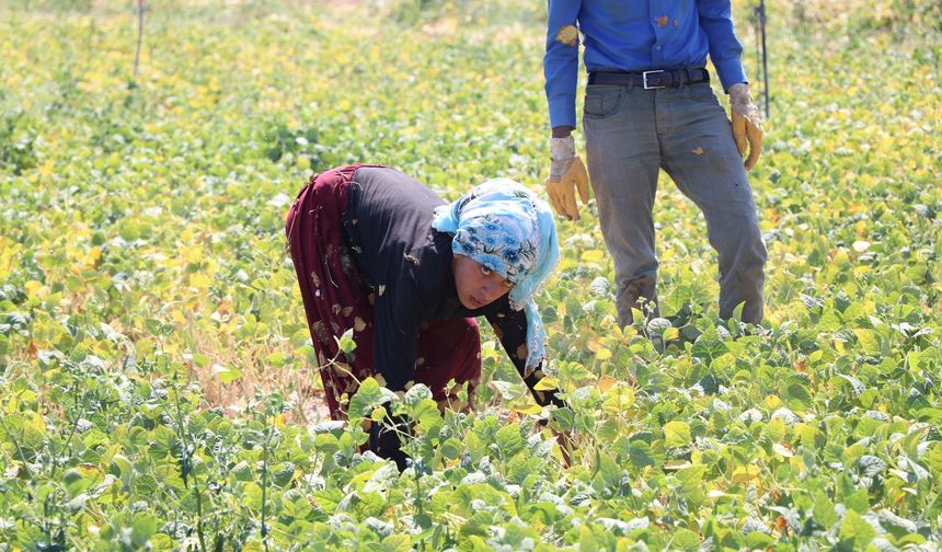 Niğde’de Tarım İşçilerine Yeni Ücret Tarifesi Belirlendi