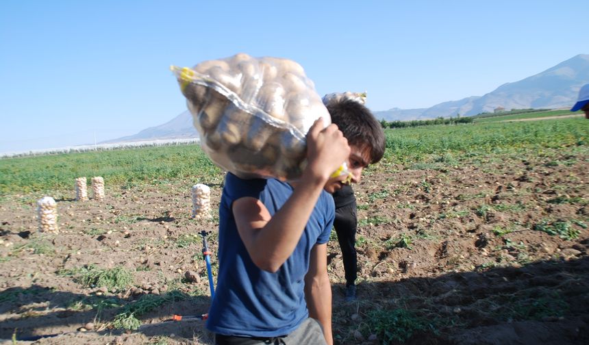 Niğde’de Kışlık Patates Hasadı Başladı