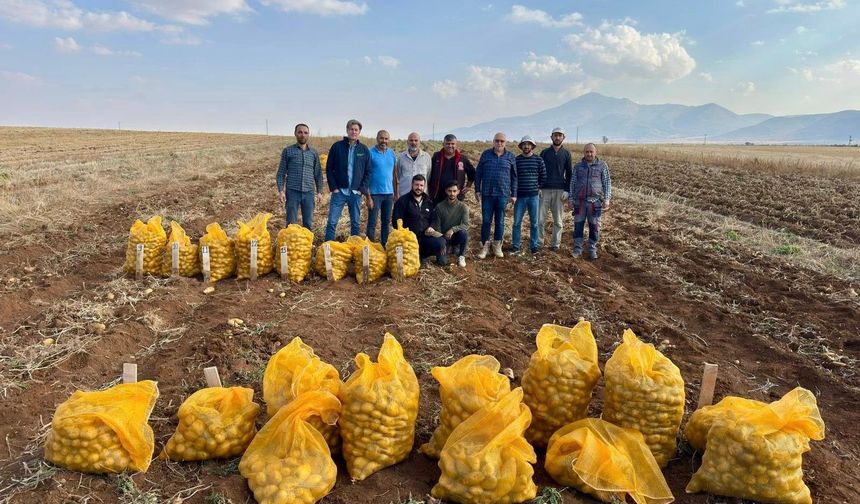 Yerli Patates Çeşitleri Kazımkarabekir’de Hasat Edildi
