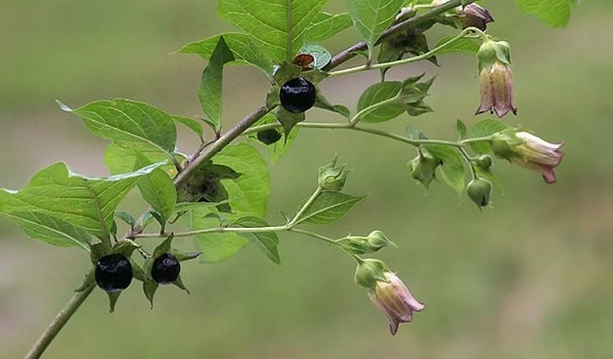 Niğde’de Aynı Aileden 11 Kişi “Güzel Avrat Otu” Yiyerek Zehirlendi