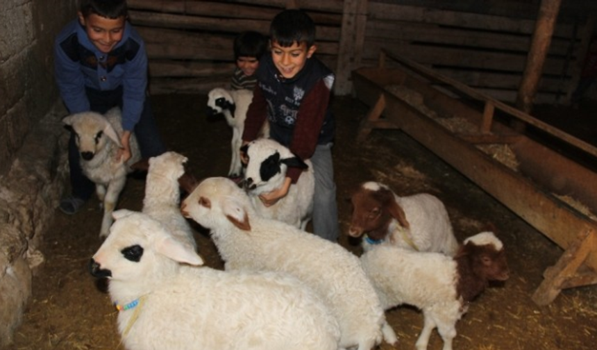 Niğde’de Koyunlar Kuzulama Dönemine Girdi
