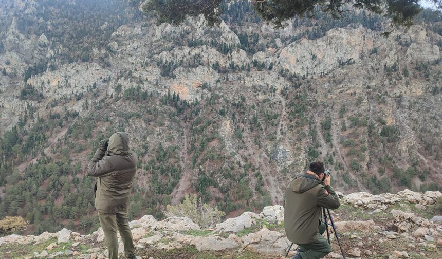 Niğde’de yaban keçisi envanteri çıkartıldı