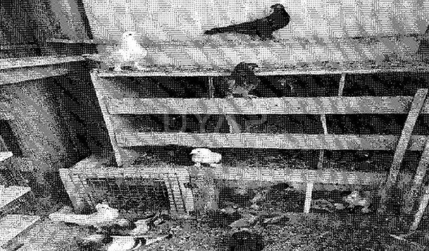 Güvercinlere Haciz Uygulandı