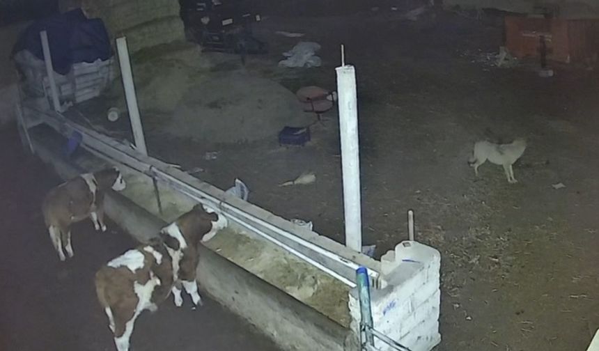 Kurtlar Ağıla Girdi: 2 Koyun Telef Oldu, 1’i Götürüldü