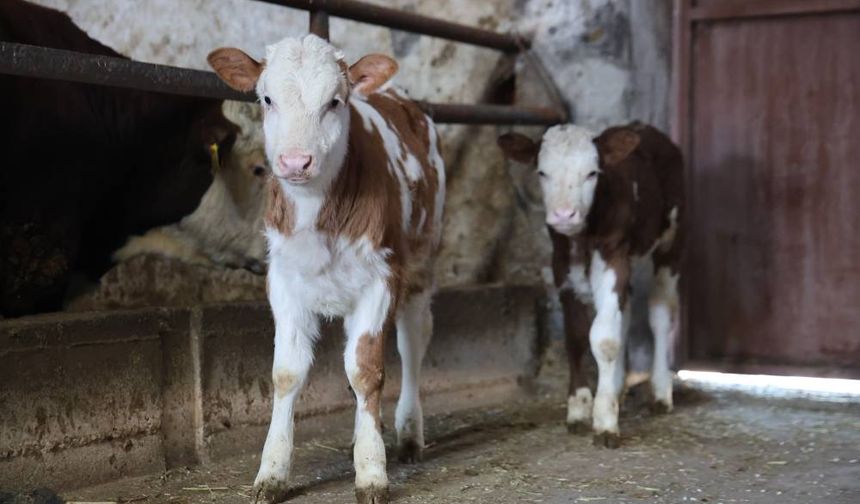 Bor Tarım Müdürlüğü’nden Besilik Hayvan İthalat Duyurusu