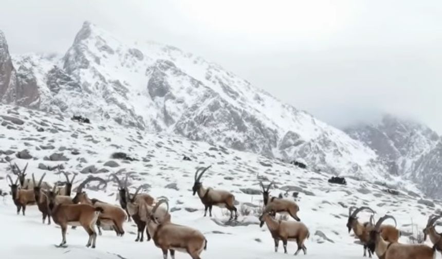 Aladağlar’da Yaban Keçileri Karlı Zirvelerde Görüntülendi