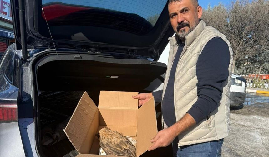 Yeşilgölcük’te Yaralı Bulunan Kızıl Kuyruklu Şahin Koruma Altına Alındı