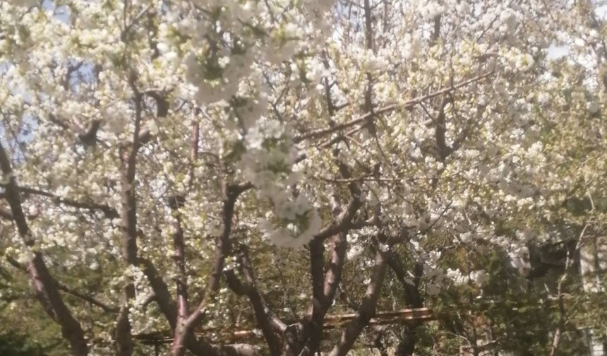 Niğde’de Tarım arazilerinde herhangi bir don olayına rastlanmadı