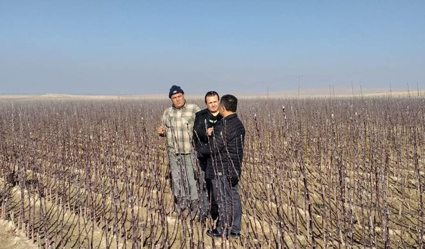 Niğde’de Yetiştirilen Elma Fidanları Yurt Dışına Açılıyor