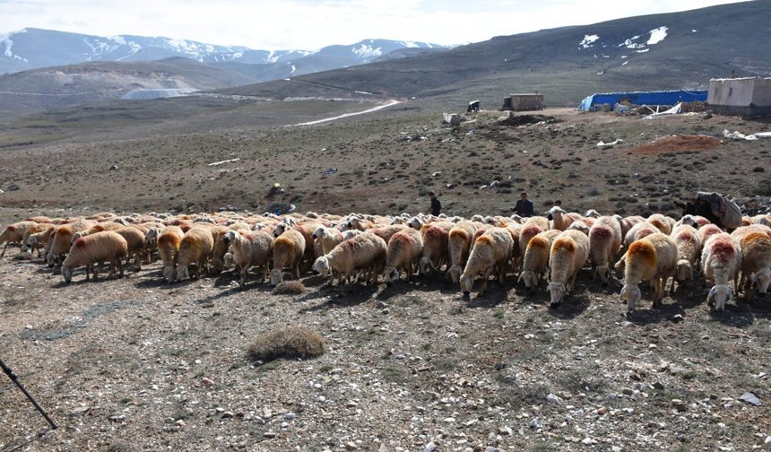 Yağışlar Meraları Canlandırdı, Besicinin Umudu Arttı
