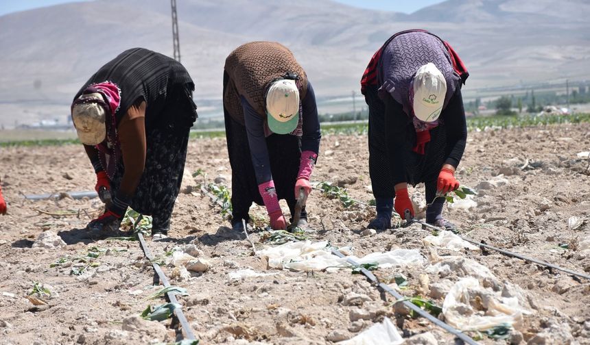 Niğde’de Lahana Ekimleri Başladı