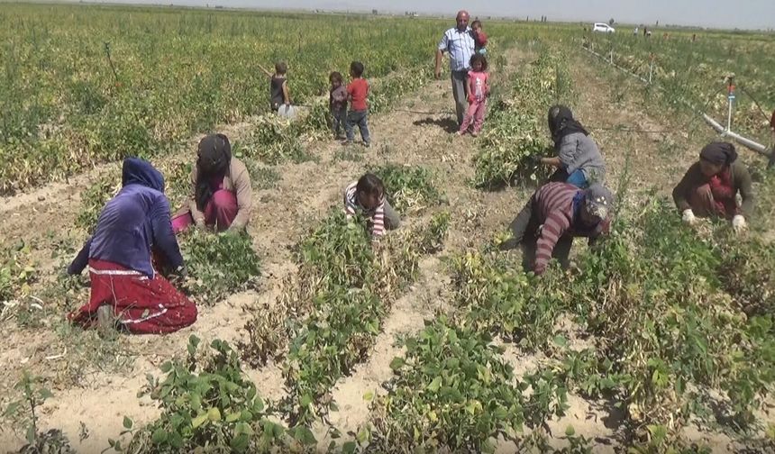 Niğde, Türkiye’nin Kuru Fasulye Başkenti Oldu