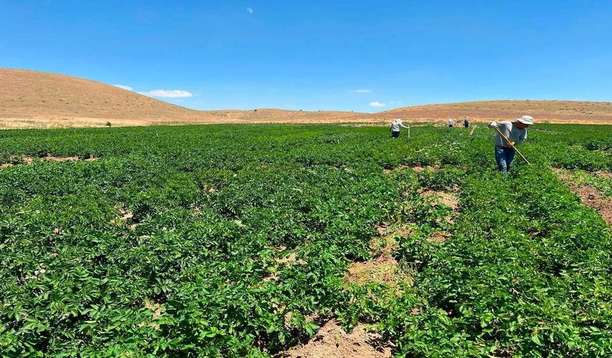 Patates Araştırma Enstitüsü'nde Islah Çalışmaları Sahada Sürüyor