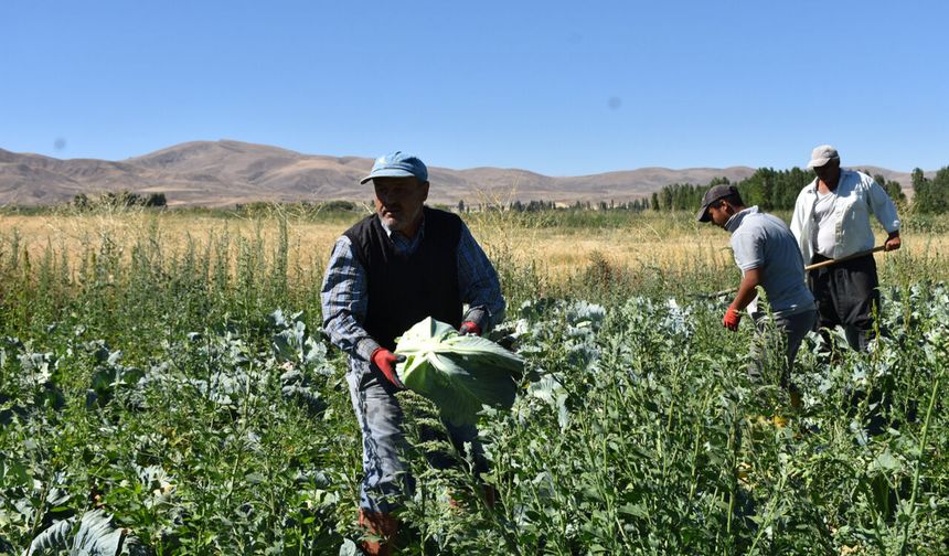Ulukışla'da Turfanda Lahana Hasadı Başladı