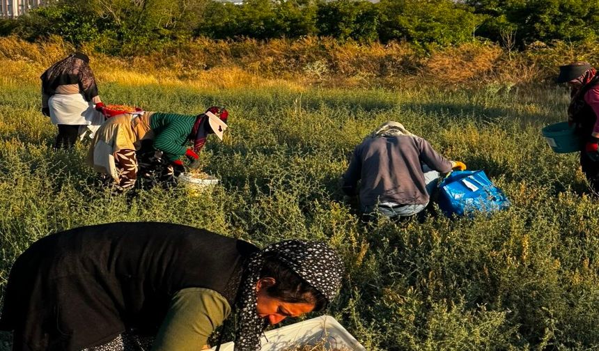 Hüdavent Hatun Kadın Kooperatifi’nde Çörek Otu Hasadı Başladı
